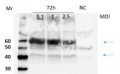 AUX1 | Auxin transporter protein 1 (rabbit antibody)